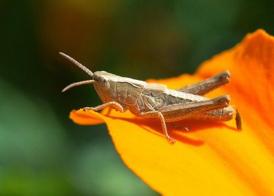 Sauterelles      Grasshoppers