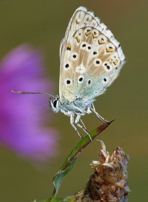 Polyommatus bellargus