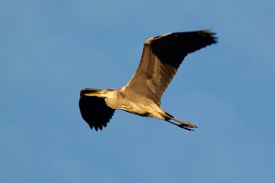 Héron cendré (Ardea Cinerea)