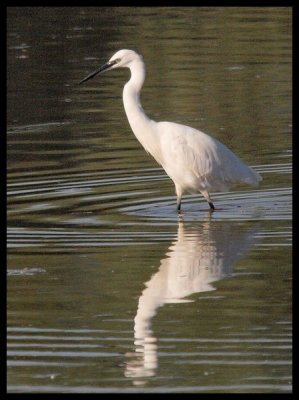 Aigrette Garzette-Egretta Garzetta-Little Egret