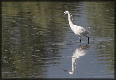 Aigrette Garzette-Egretta Garzetta-Little Egret