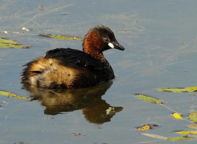 Grbe castagneux -Policeps ruficollis-Little grebe