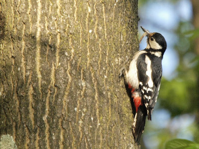 Pic peiche (Dendrocopos Major ) Great spotted woodpecker