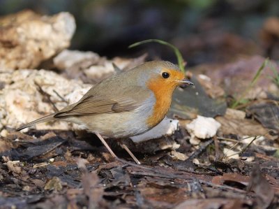 Rougegorge          Erithacus rubecula