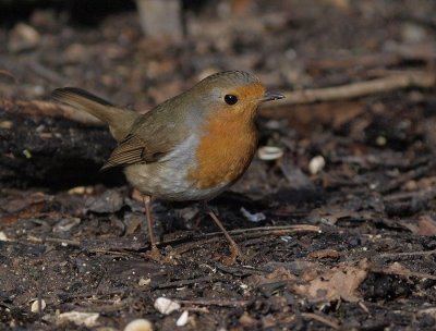 Rougegorge          Erithacus rubecula