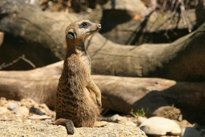 Suricate