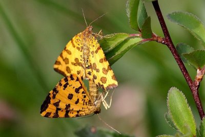 Htrocre, Geometridae Ennominae