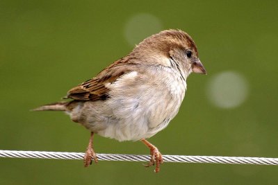 Moineau