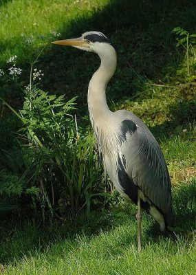 Héron cendré (Ardea Cinerea)