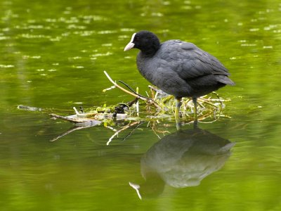 Foulque macroule (Fulica atra) Coot