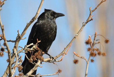  Corneille Noir (Corvus Corone corone) Carrion Crow