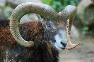 Mouflon (Ovis ammon)