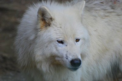 Loup arctique (Canis lupus arctos)