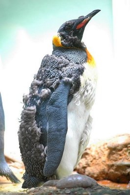 Aptenodytes patagonicus