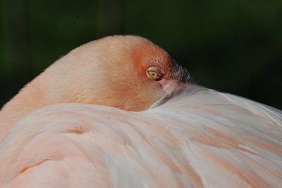 Flamant Rose(Phoenicopterus ruber roseus)