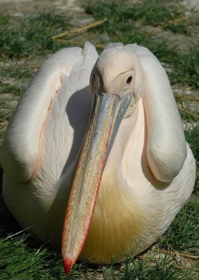 Pélican Rose Pelecanus onocrotalus.jpg