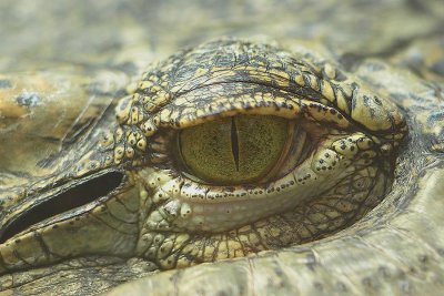 Crocodile du siam (Crocodylus siamensis)