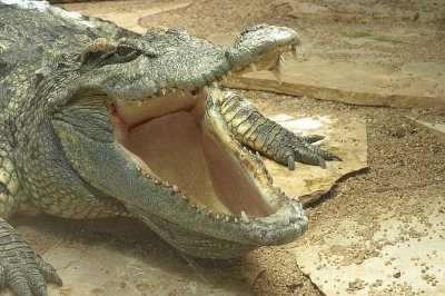 Crocodile du siam (Crocodylus siamensis)