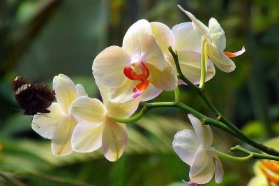 Orchides