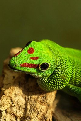 Gecko de Madagascar (Phelsuma madascariensis)