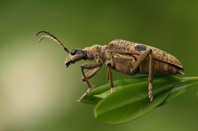  Rhagie sycophante (Rhagium sycophanta L)