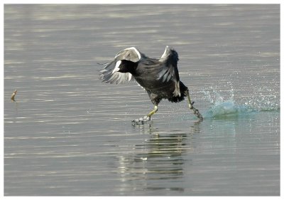 Foulque macroule (Fulica atra) Coot