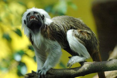 Saguinus oedipus