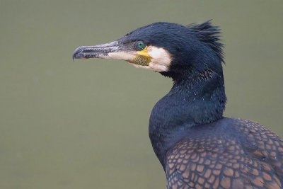  	Phalacrocorax carbo