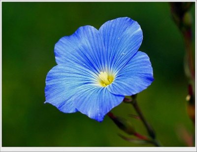 fleurs_bleu