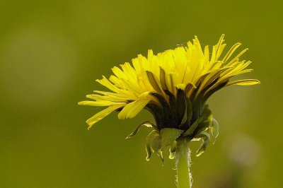 Les fleurs jaune