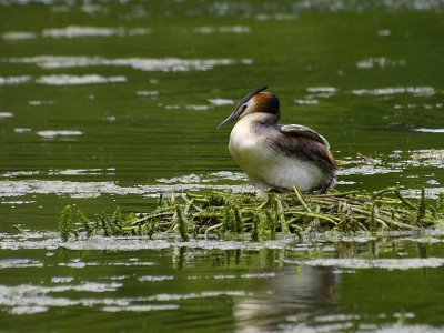 Grèbe huppé - Podiceps cristatus