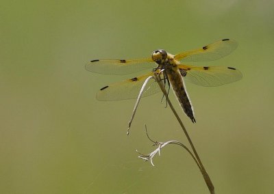 Libellule  quatre taches Libellula quadrimaculata.jpg