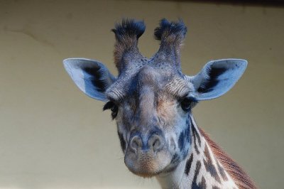 Zoo Bale 061-2.jpg
