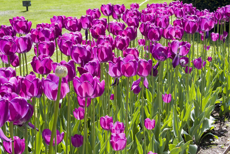 Flowers at the Public Garden