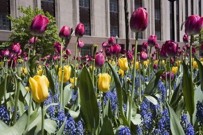 Post Office Square flowers