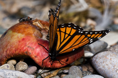 Monarch butterfly