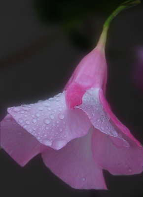 Pink trumpet flower