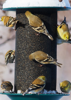 A herd of finches?