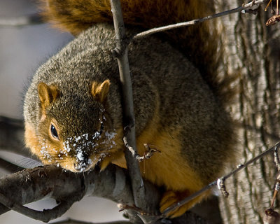 Snowy nosed squirrel