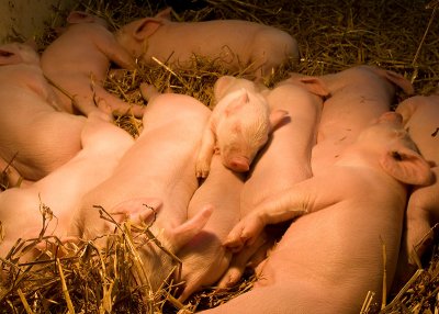 Snuggling piglets