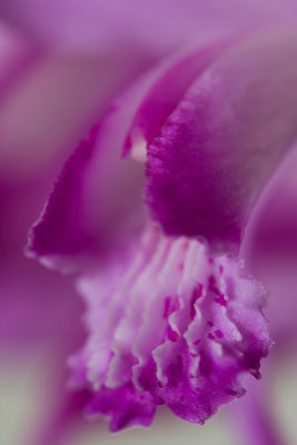 Pink Orchid