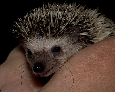 Pet Hedgehog