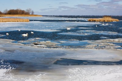 Swans in Icy Waters