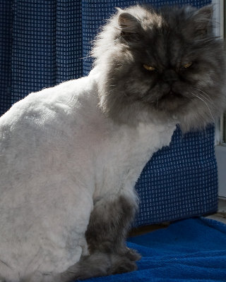 Smokey's new 'do