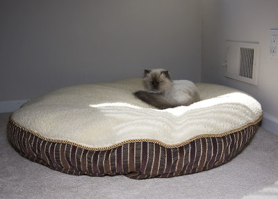 Tasha on the BIG bed