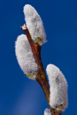 Blue sky and fluffy bits