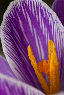 Saffron Yellow