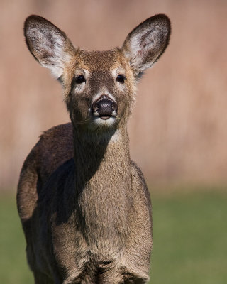 Little Deer