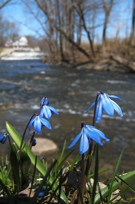 Scilla