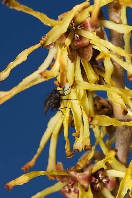 Witch Hazel